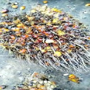 overripe_valid (33).jpg