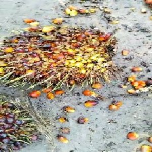 overripe_valid (35).jpg