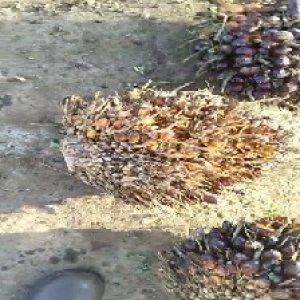 overripe_valid (40).jpg