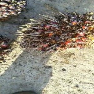 overripe_valid (42).jpg