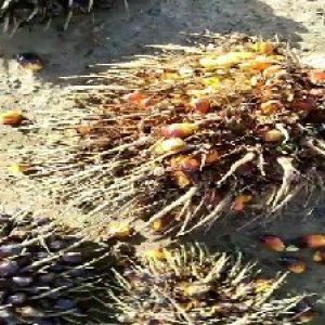 overripe_valid (46).jpg