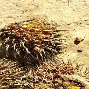 overripe_valid (52).jpg