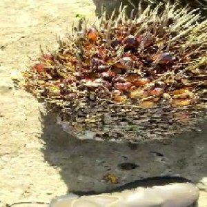 overripe_valid (54).jpg