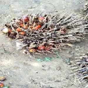 overripe_valid (57).jpg