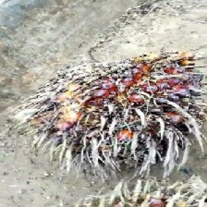 overripe_valid (61).jpg