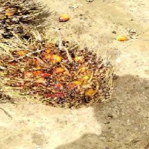 overripe_valid (63).jpg