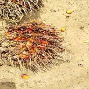 overripe_valid (65).jpg