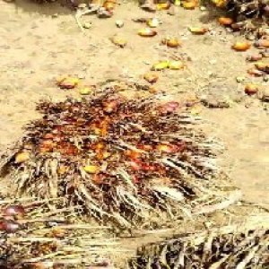 overripe_valid (66).jpg