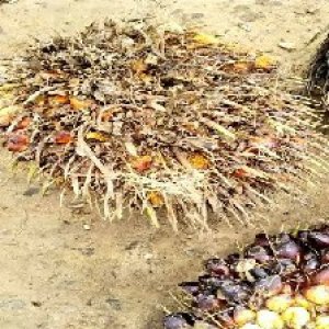 overripe_valid (68).jpg