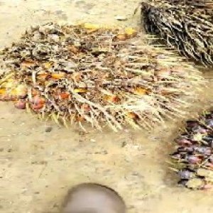 overripe_valid (69).jpg