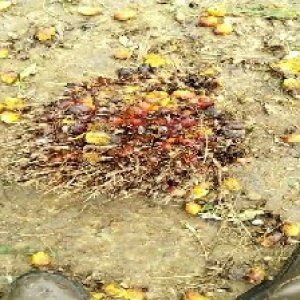 overripe_valid (78).jpg