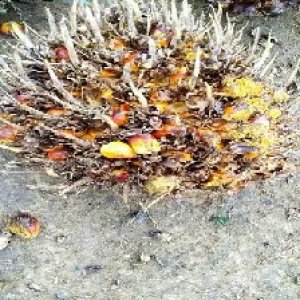 overripe_valid (79).jpg