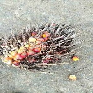 overripe_valid (81).jpg