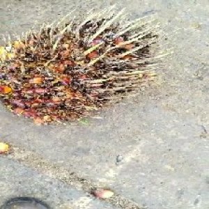 overripe_valid (87).jpg