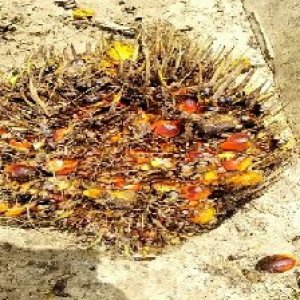 overripe_valid (9).jpg