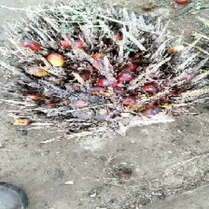 overripe_valid (93).jpg