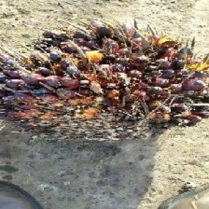 ripe_valid (101).jpg