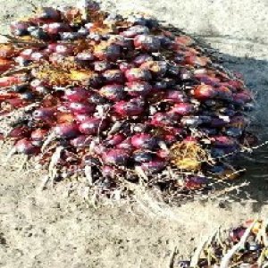 ripe_valid (107).jpg