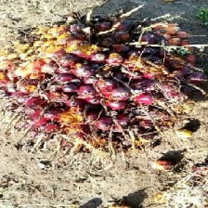 ripe_valid (113).jpg