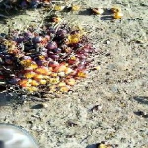 ripe_valid (115).jpg