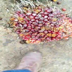 ripe_valid (123).jpg