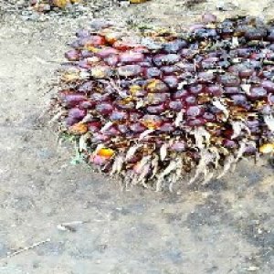 ripe_valid (125).jpg