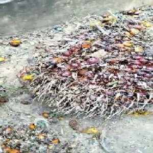 ripe_valid (129).jpg