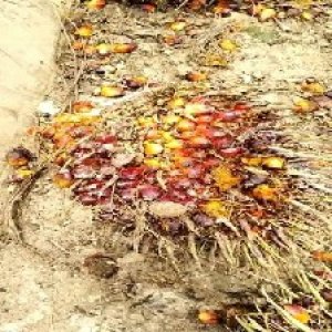 ripe_valid (136).jpg