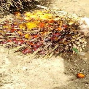 ripe_valid (141).jpg