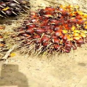 ripe_valid (144).jpg