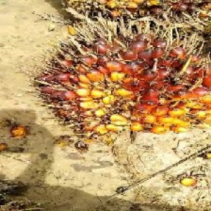 ripe_valid (146).jpg