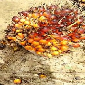 ripe_valid (147).jpg