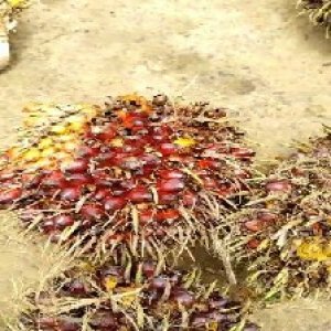 ripe_valid (153).jpg