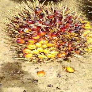 ripe_valid (158).jpg