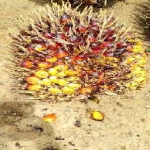 ripe_valid (159).jpg