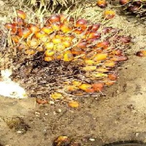 ripe_valid (164).jpg