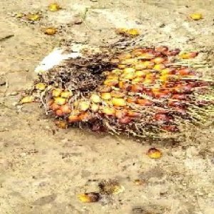 ripe_valid (165).jpg