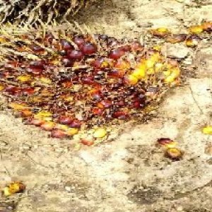 ripe_valid (166).jpg