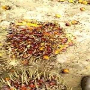 ripe_valid (167).jpg