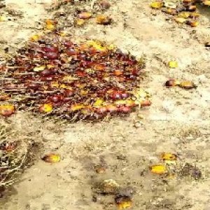 ripe_valid (169).jpg