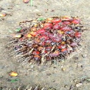 ripe_valid (170).jpg