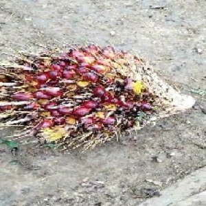 ripe_valid (172).jpg