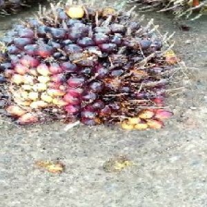 ripe_valid (173).jpg