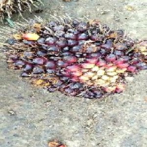 ripe_valid (174).jpg