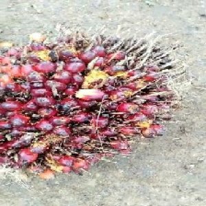 ripe_valid (175).jpg