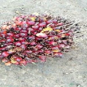 ripe_valid (176).jpg