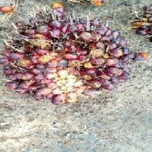 ripe_valid (178).jpg