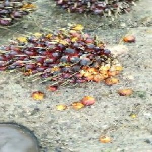 ripe_valid (182).jpg