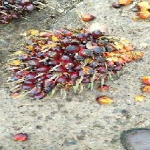 ripe_valid (183).jpg