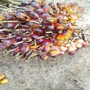 ripe_valid (185).jpg